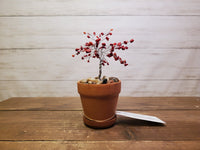 Med Crystal Wire Tree 3 Inch Pot (Red Jasper)