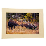 MOOSE KISSING IN FIELD.. MATTED 11X14 (126LM1-14)